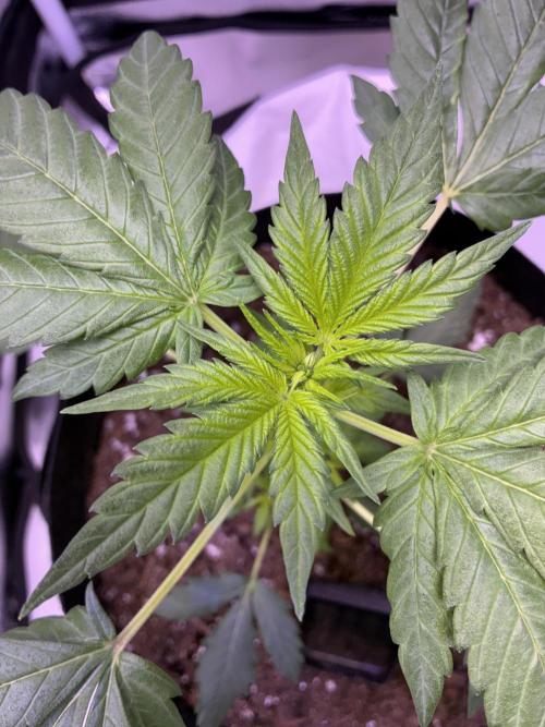 Banana Purple Punch | First Grow. Week 5 - Top view of the canopy