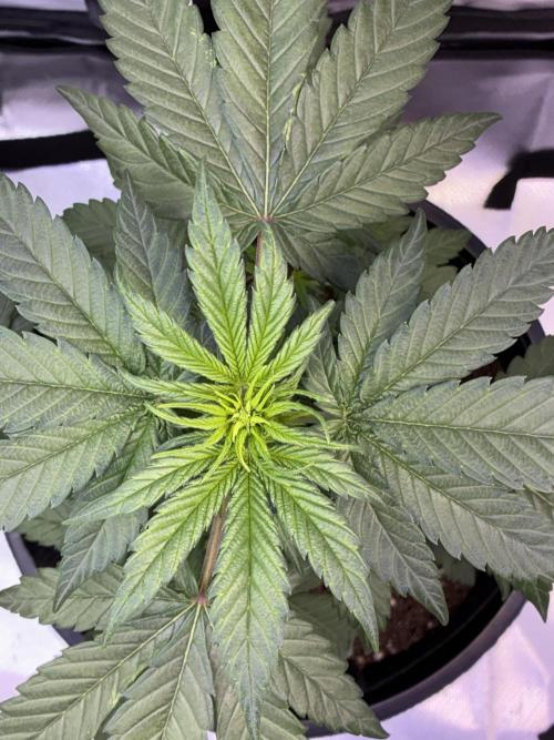 Banana Purple Punch | First Grow. Week 6 - Aerial view of the canopy