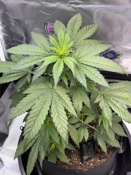 Banana Purple Punch | First Grow. Week 6 - She’s very lush! I love how this looks without defoliation 