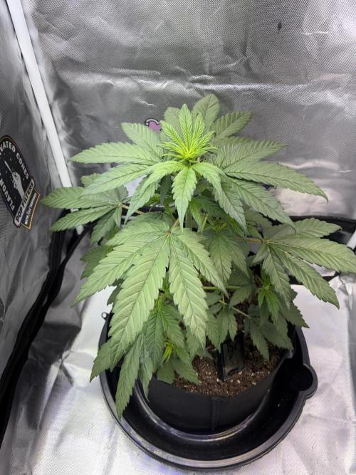 Banana Purple Punch | First Grow. Week 6 - Short but stocky