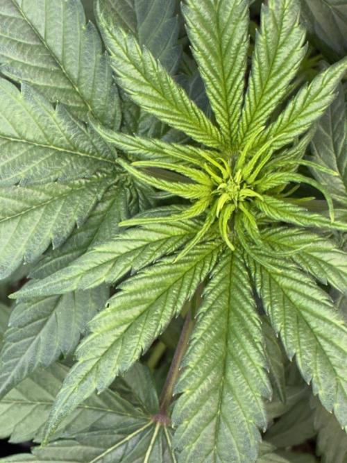 Banana Purple Punch | First Grow. Week 6 - It’s starting to flower
