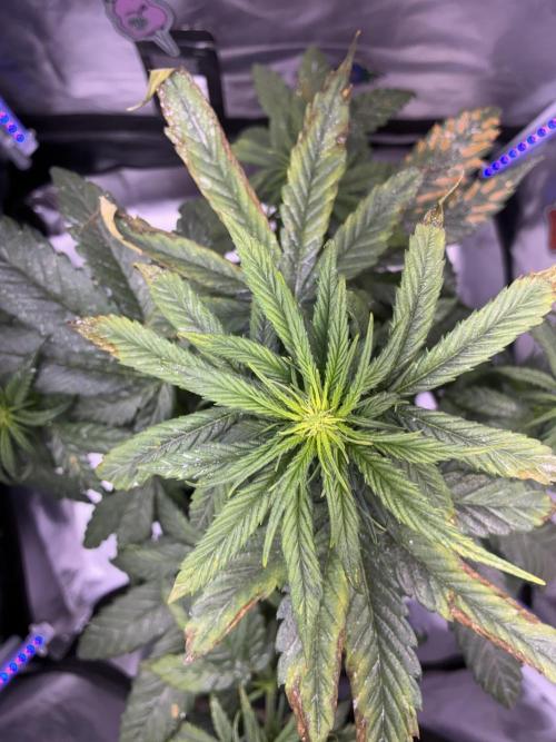 Banana Purple Punch Auto. Week 8
