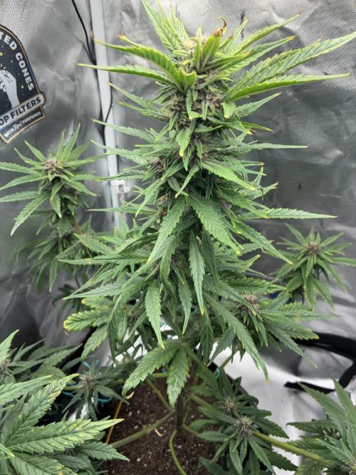 Banana Purple Punch | First Grow. Week 9