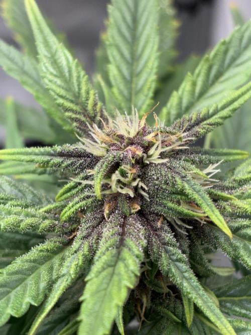 Banana Purple Punch | First Grow. Week 9 - Bud structure is definitely coming along for sure 👀👀