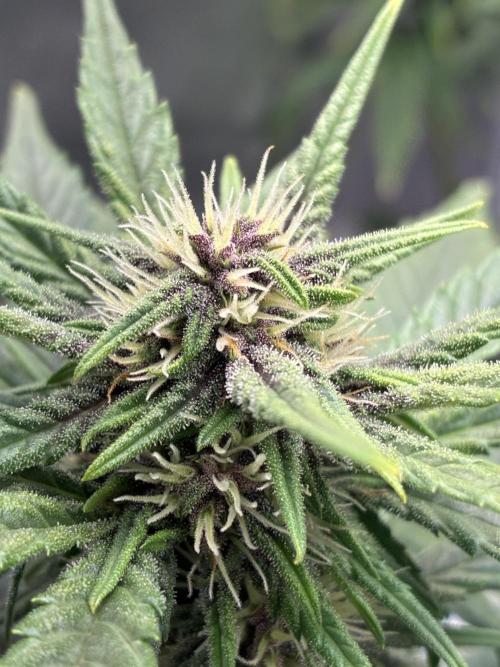 Banana Purple Punch | First Grow. Week 9