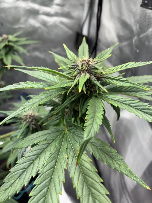 Banana Purple Punch | First Grow. Week 9 - She’s so pretty!