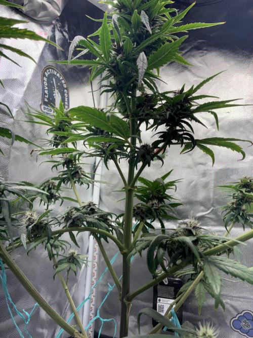 Banana Purple Punch | First Grow. Week 9 - She’s about 36 inches or so, I haven’t really measured her