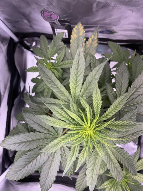Banana Purple Punch | First Grow. Week 7