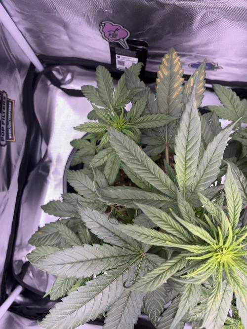 Banana Purple Punch | First Grow. Week 7