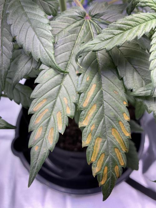 Banana Purple Punch | First Grow. Week 7