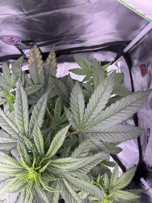 Banana Purple Punch | First Grow. Week 7