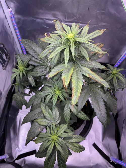 Banana Purple Punch | First Grow. Week 8