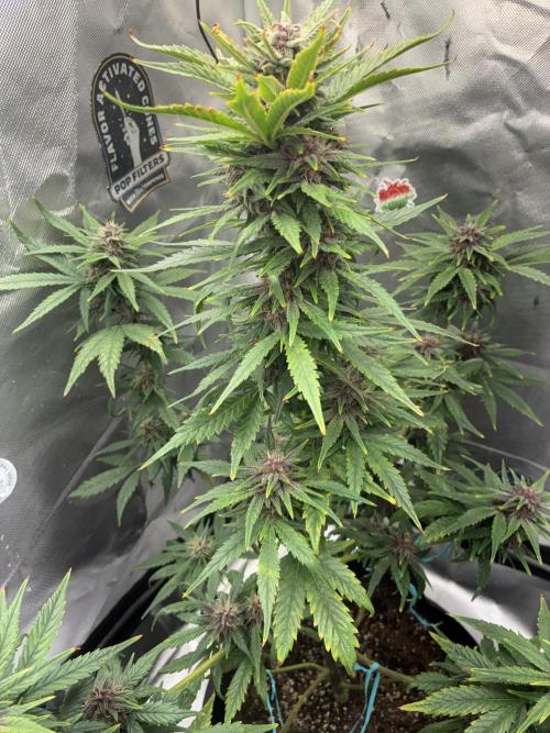 Banana Purple Punch | First Grow. Week 10