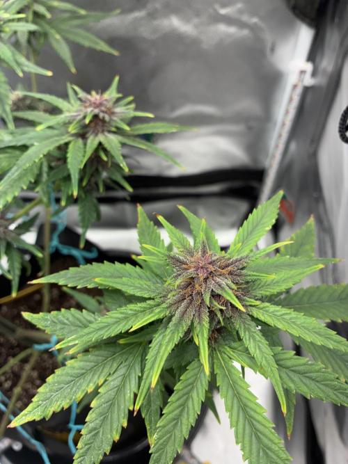 Banana Purple Punch | First Grow. Week 10