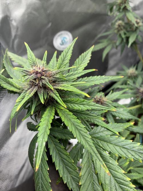 Banana Purple Punch | First Grow. Week 10
