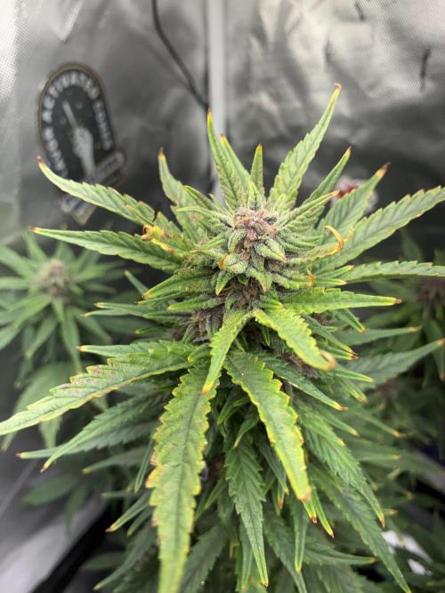 Banana Purple Punch | First Grow. Week 10