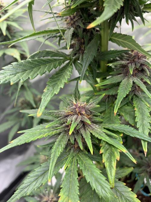 Banana Purple Punch | First Grow. Week 10