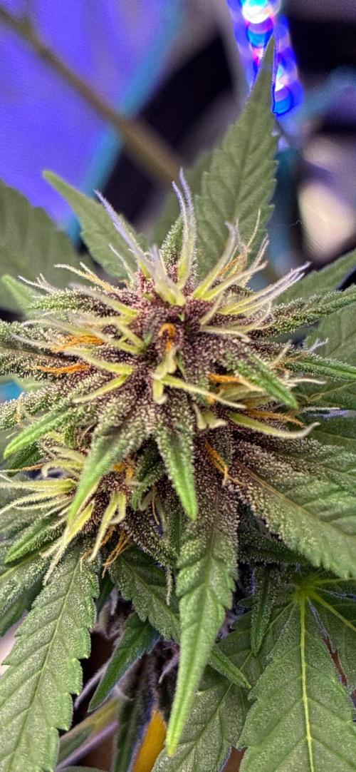Banana Purple Punch | First Grow. Week 10