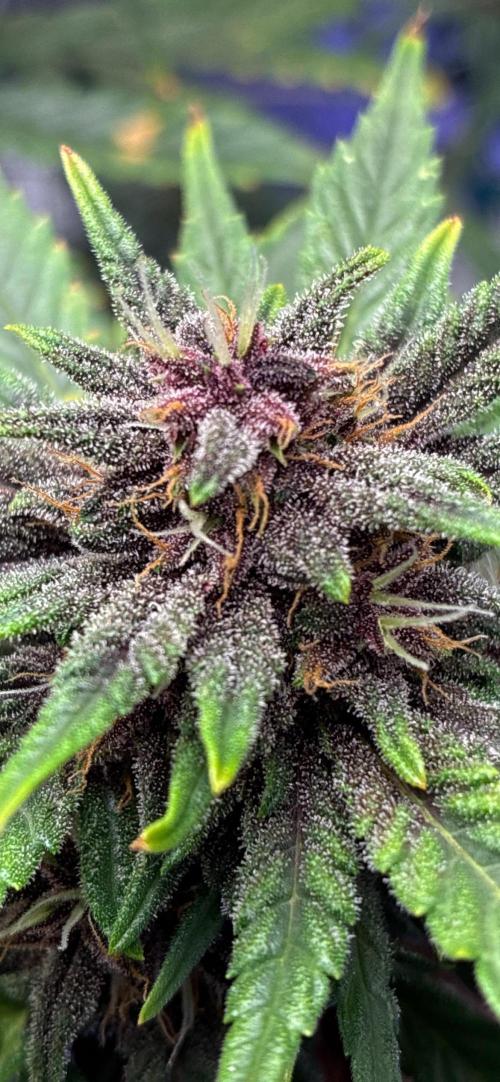 Banana Purple Punch Auto. Week 10