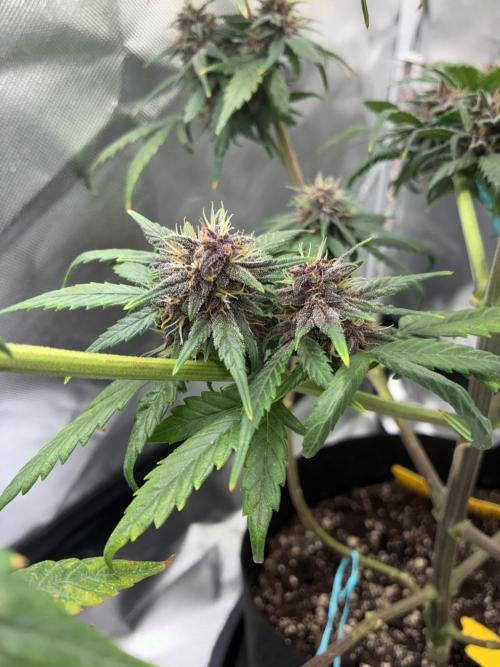 Banana Purple Punch | First Grow. Week 11