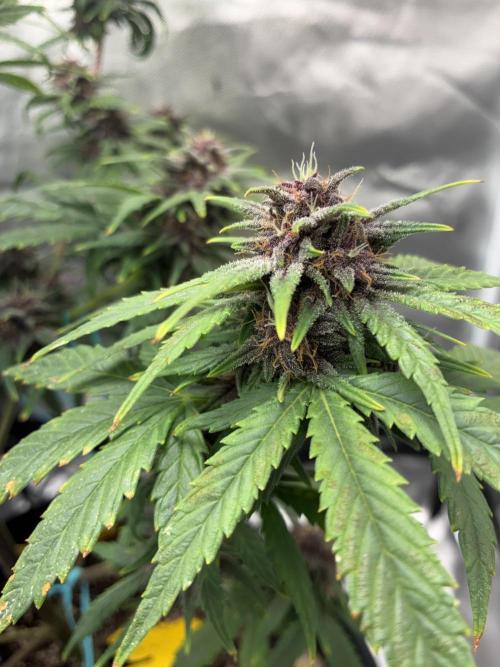 Banana Purple Punch | First Grow. Week 11