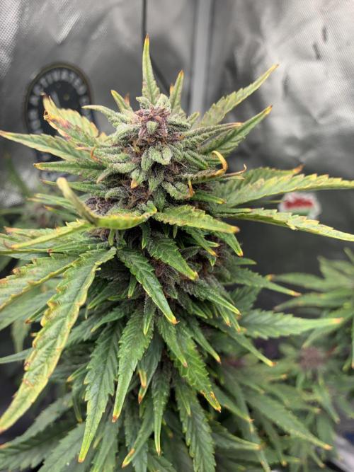 Banana Purple Punch | First Grow. Week 11