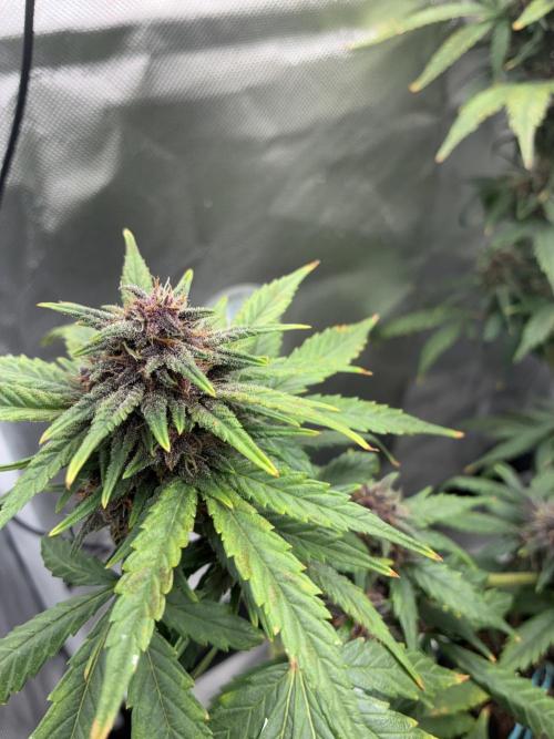 Banana Purple Punch | First Grow. Week 11