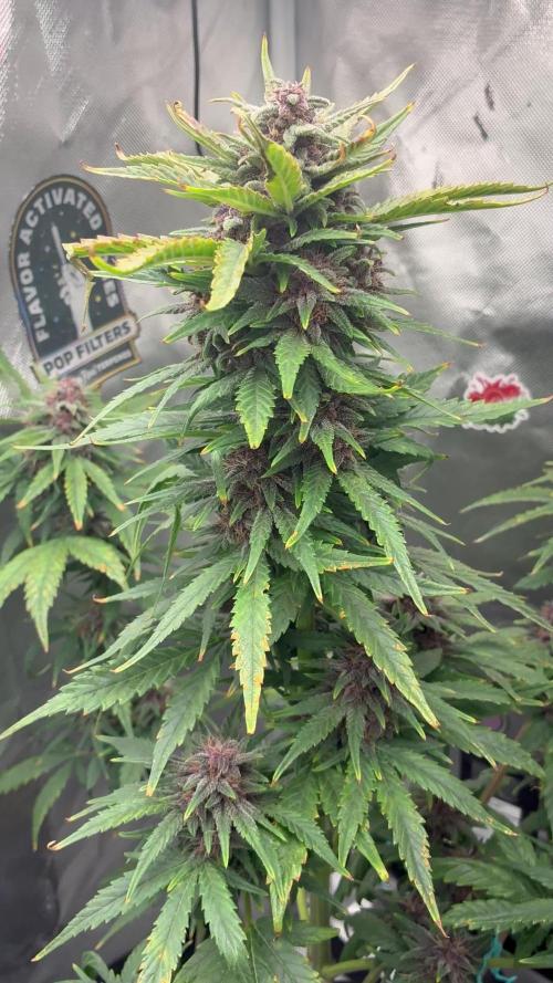 Banana Purple Punch | First Grow
