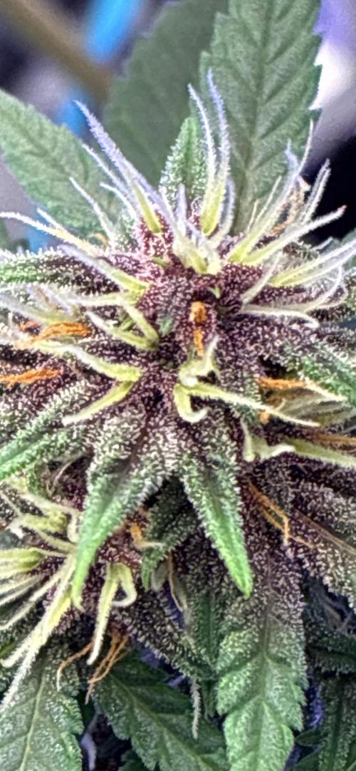 Banana Purple Punch | First Grow. Week 11