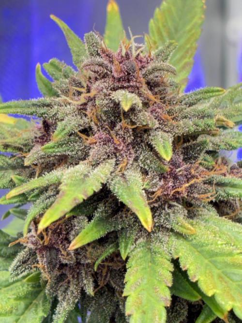 Banana Purple Punch | First Grow. Week 12