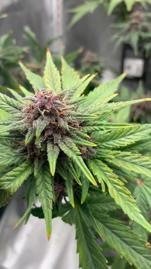 Banana Purple Punch | First Grow