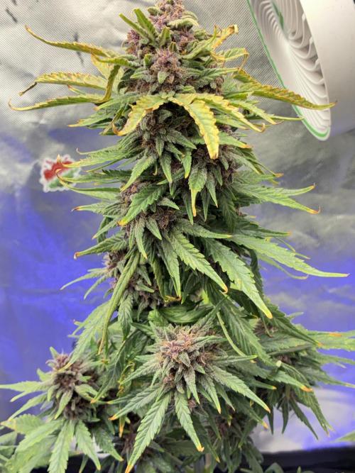Banana Purple Punch | First Grow. Week 12