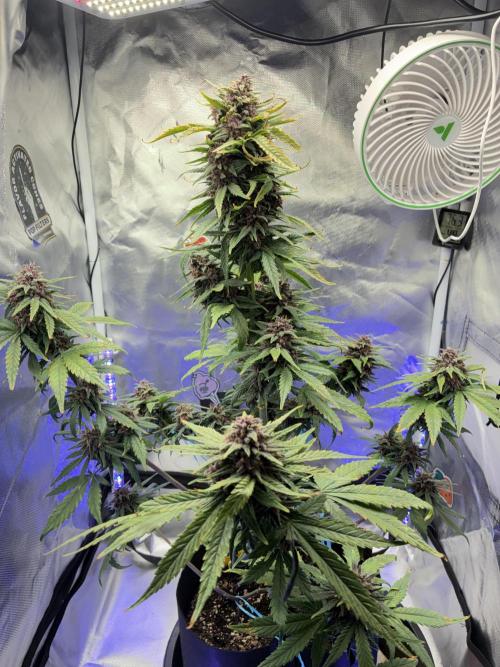 Banana Purple Punch | First Grow. Week 12