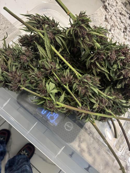 Banana Purple Punch | First Grow. Week 13