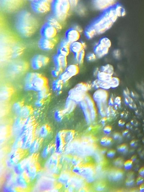 Banana Purple Punch | First Grow. Week 13
