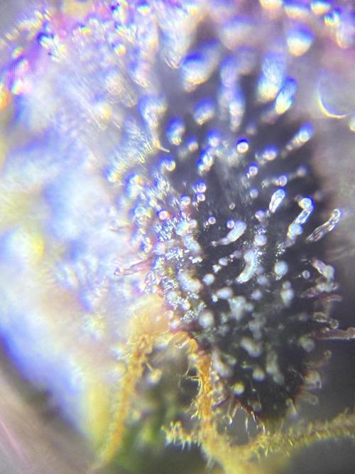 Banana Purple Punch | First Grow. Week 13