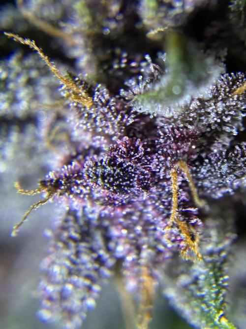 Banana Purple Punch | First Grow. Week 13