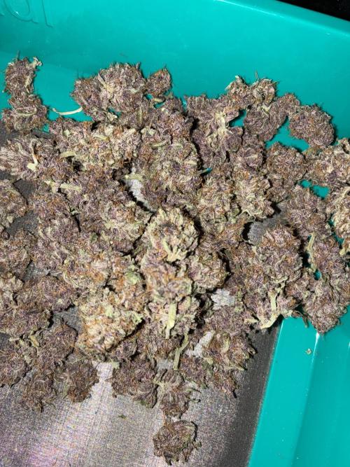 Banana Purple Punch | First Grow. Week 13 - Beautiful bud 