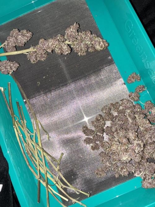 Banana Purple Punch | First Grow. Week 13