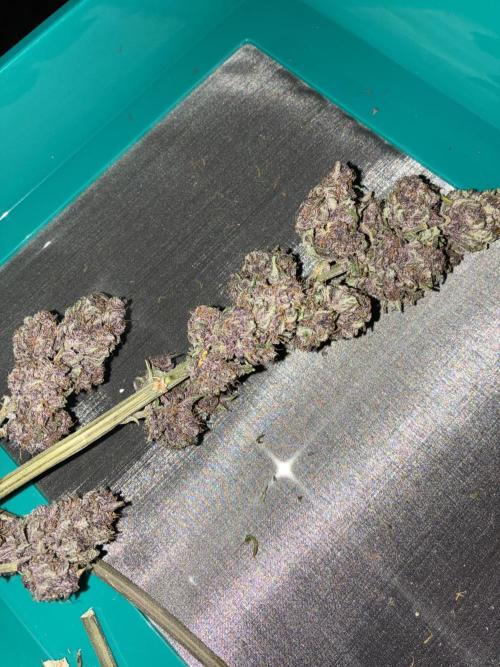 Banana Purple Punch | First Grow. Week 13