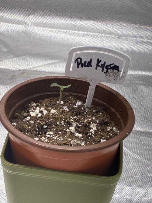 Red Klysm & Papaya Cookies | Season 2. Week 0 - Red Klysm popped exactly one day after I put her in the medium! 😮 