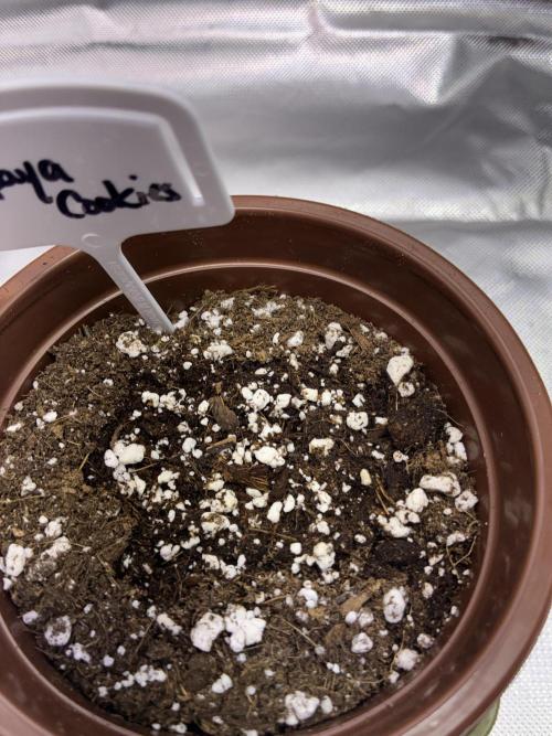 Red Klysm & Papaya Cookies | Season 2. Week 0 - The papaya cookie seed hasn’t germed yet, I’ll be a lil patient and wait