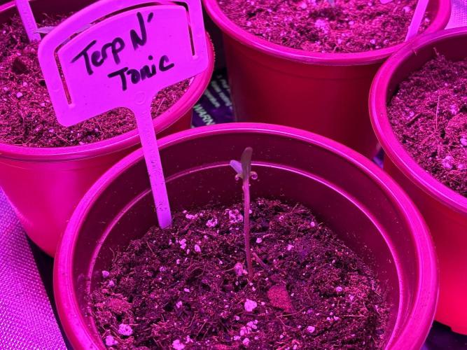 Terp and Tonic Auto. Week 0