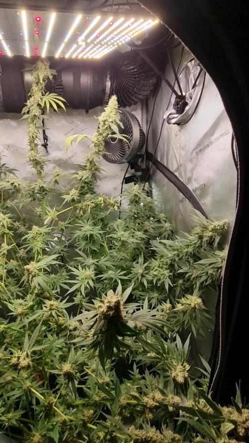 Blue Cheese, Do Si Dos and Godfather OG