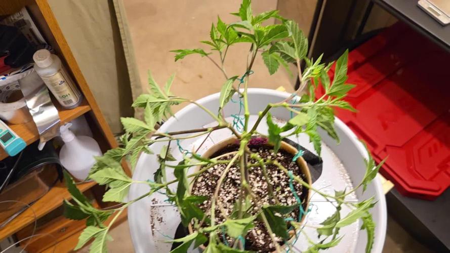 Scrogging Super Sherb and Blue R.I.T.Z.