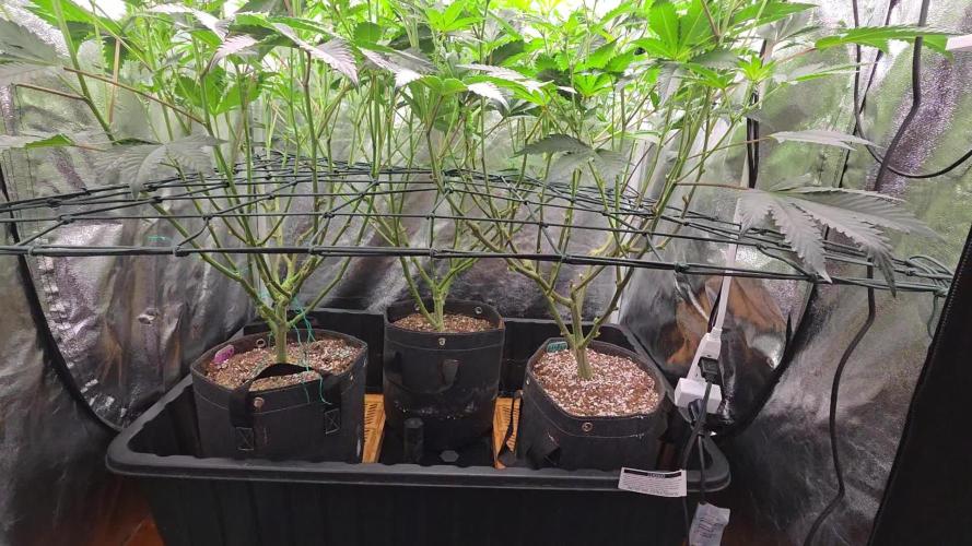 Scrogging Super Sherb and Blue R.I.T.Z.