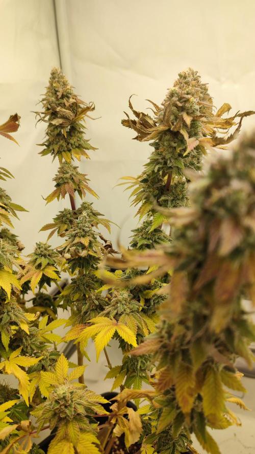 Super Silver Haze. Week 14