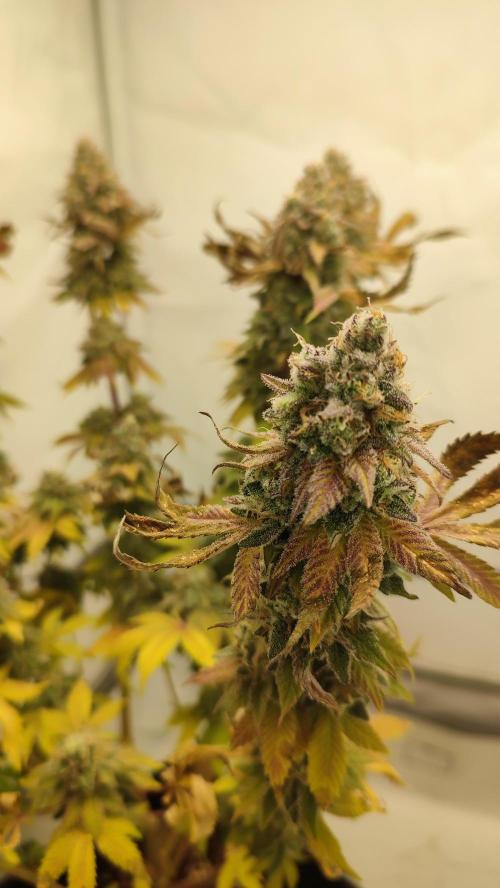 Super Silver Haze. Week 14