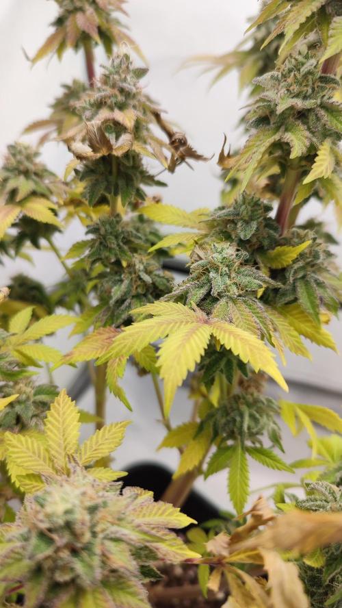 Super Silver Haze. Week 14