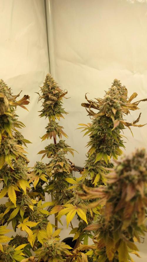 Super Silver Haze. Week 14